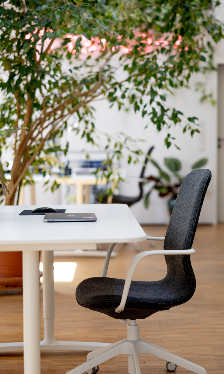 Minimalistisch eingerichteter Schreibtisch mit grauem Bürostuhl Laptop und Maus vor großem Ficusbaum in hellem Büroraum